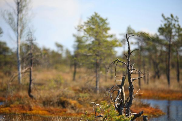 Meilenstein für den Naturschutz - neues EU-Renaturierungs-Gesetz